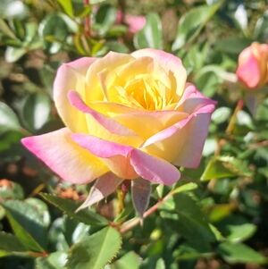 Meet your Posher, N3tt3